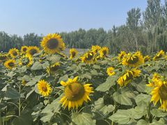 -长白岛森林公园