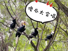 -广州长隆飞鸟乐园