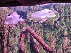 -上海海洋水族馆