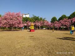 -百万葵园