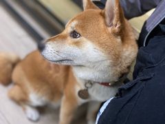 -柴犬高等学院·狗咖·柴犬售卖·宠物训练