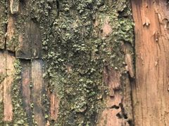 -天目山大树王景区