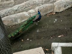 -哈尔滨北方森林动物园