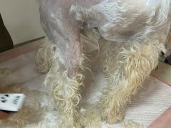 -美联众合动物医院·24h转诊中心