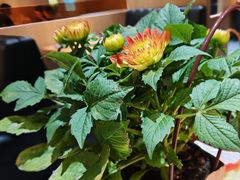 -一朵菌·野生菌探索家火锅(南亚店)
