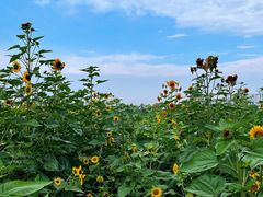 -东山风景区(洞庭东山)