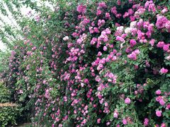 -桃花岛景观公园