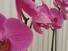 -西部兰花园生态园