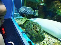 -顺德南宏海立方海洋公园