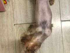 -BABYDOG宝贝狗宠物乐园(欧洲城店)