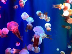 -成都浩海立方海洋公园