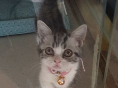 -糯米喵星人总部直营旗舰店·猫舍·幼猫出售