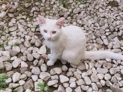 -海边的猫和咖啡馆