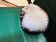 -猫色咖啡·猫咖
