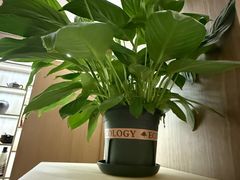 -耳湾躺式采耳SPA馆(保利五月花店)