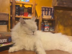 -猫猫幼稚园·撸猫·桌游·电玩