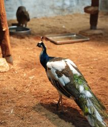 -Zoolung Zoolung动物主题公园(海信广场店)