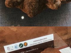 -中国西峡恐龙遗迹园