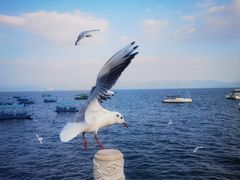 -抚仙湖禄充风景区