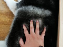 -Husky Go! 哈士奇体验馆·宠物咖啡厅狗咖