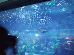 -海合安武汉极地海洋公园