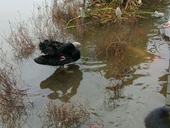 -成都大熊猫繁育研究基地