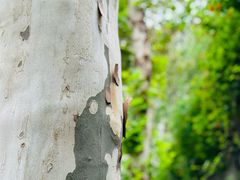 -重庆市江北嘴中央商务区中央公园