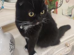-共舞时光猫咖·狗咖(新街口店)