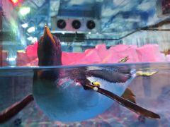 -芜湖新华联大白鲸海洋公园