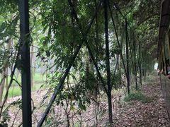 -合肥滨湖国家森林公园