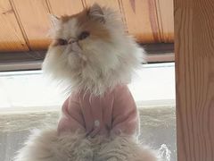 -猫的茶·猫咖