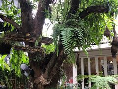 -Fern Forest Cafe