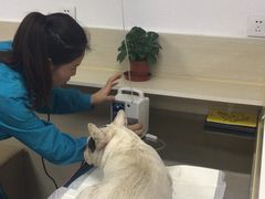 -喜多萌中农锦绣动物医院24H·猫科·牙科MRI·CT