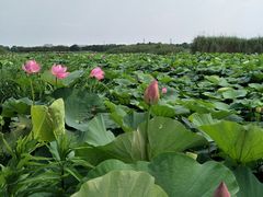 -荷塘月色湿地公园·向阳花洲