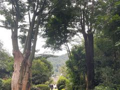 -雁南飞茶田景区