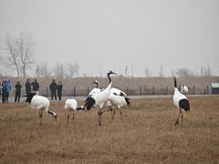 -盐城丹顶鹤湿地生态旅游区