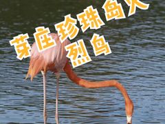 -芽庄珍珠岛游乐园