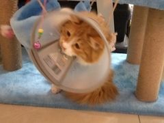 -达爱动物医院·犬猫分区·CT·复杂眼科(远洋山水分院)