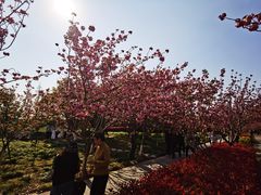 -高东镇樱花园