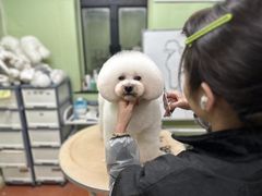 -鑫艺宠物美容培训学校