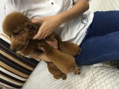 -翊宠yipet猫狗购宠庄园犬舍•猫舍