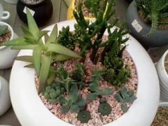 -三圣花乡旅游区