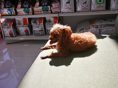 -北京恒爱动物医院(清景园分院)