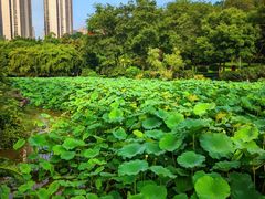 -龙头寺公园