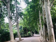 -武汉大学-桂园餐厅
