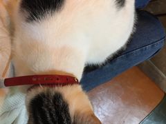 -李小姐の猫咖啡馆(五角场店)