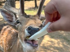 -秦皇岛野生动物园