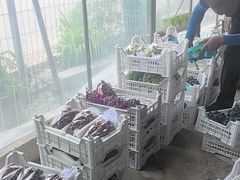 -马陆小张葡萄园农家乐