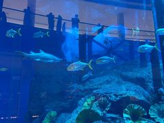 -迪拜水族馆及水下动物园