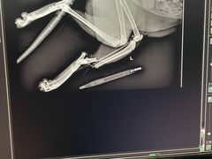 -爱侣宠医·鹦鹉专科·小型哺乳类·异宠专科(灵石路店)